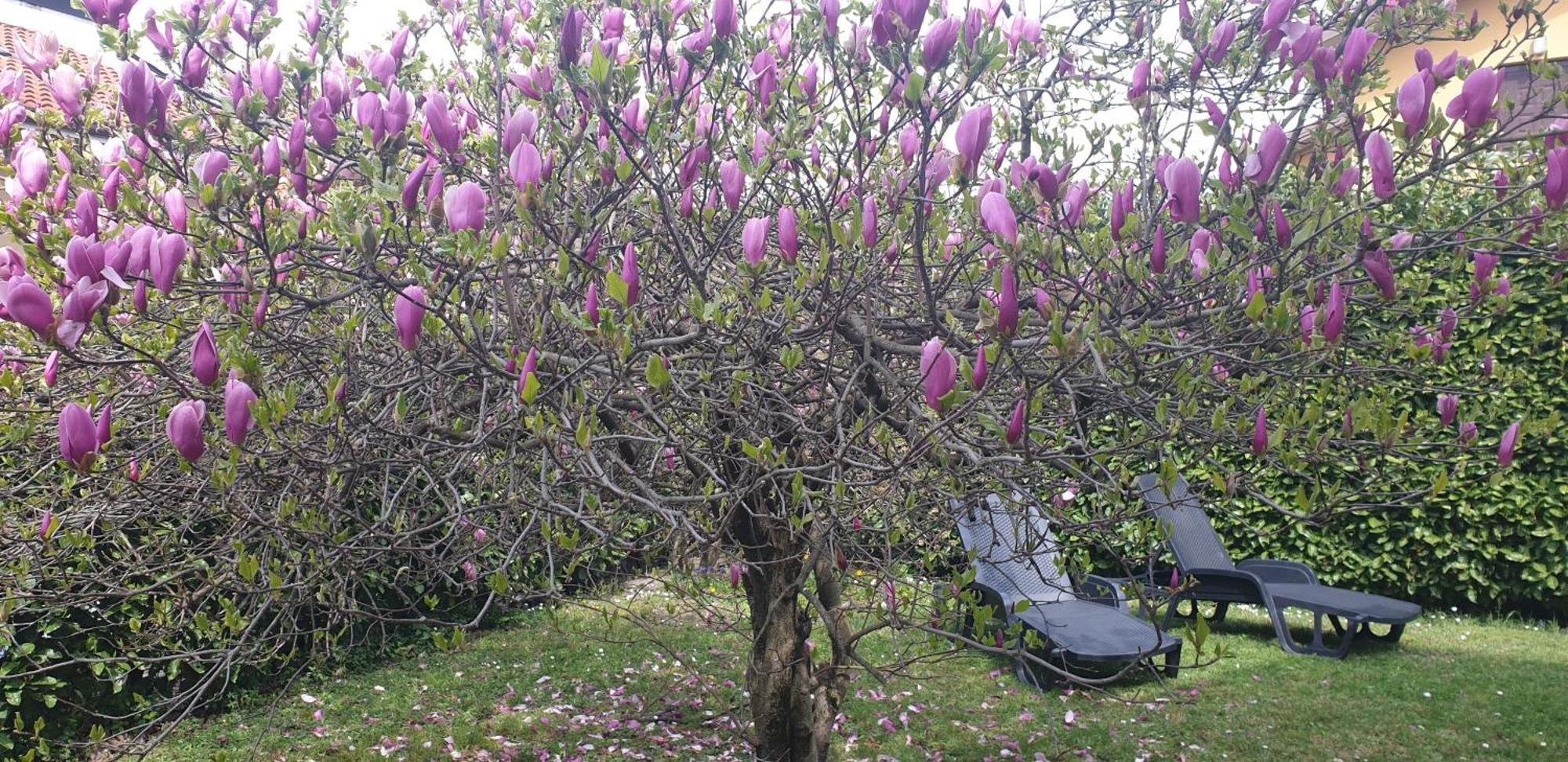 Villa Iris Colico Esterno foto